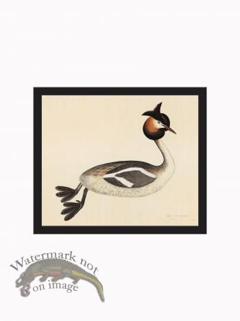 Rudbeck CFA_BF 34 Grebe